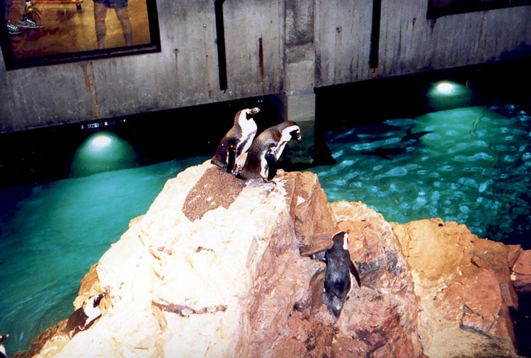 pinguins_in_aquarium