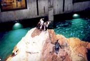 pinguins_in_aquarium
